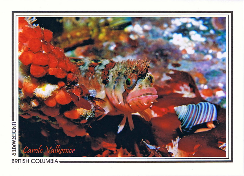 127   Mosshead warbonnet (Chirolophis nugator), Gabriola Pass