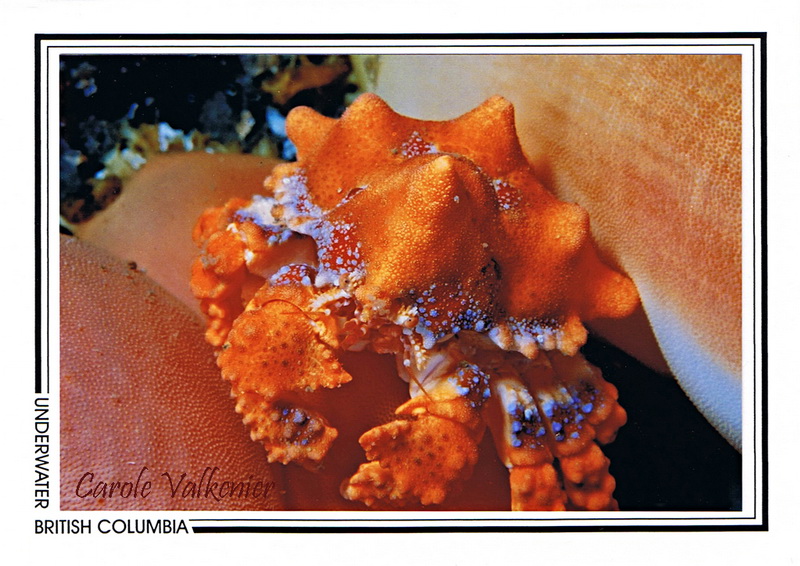 101   Puget Sound king crab, juvenile (Lopholithodes mandtii), Salmon Rock, Home Island, Howe Sound