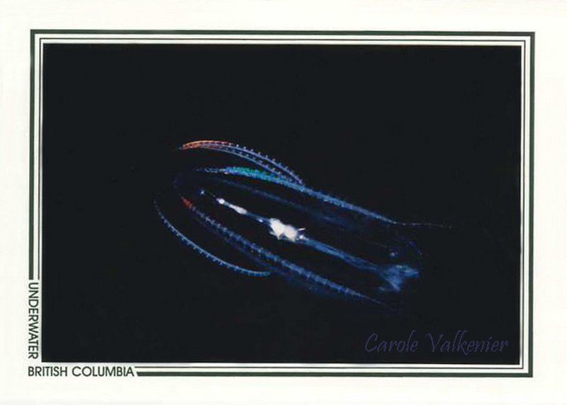 170   Comb jelly or ctenophore (Bolinopsis infundibulum), Takush Harbour, Smith Inlet, Queen Charlotte Sound