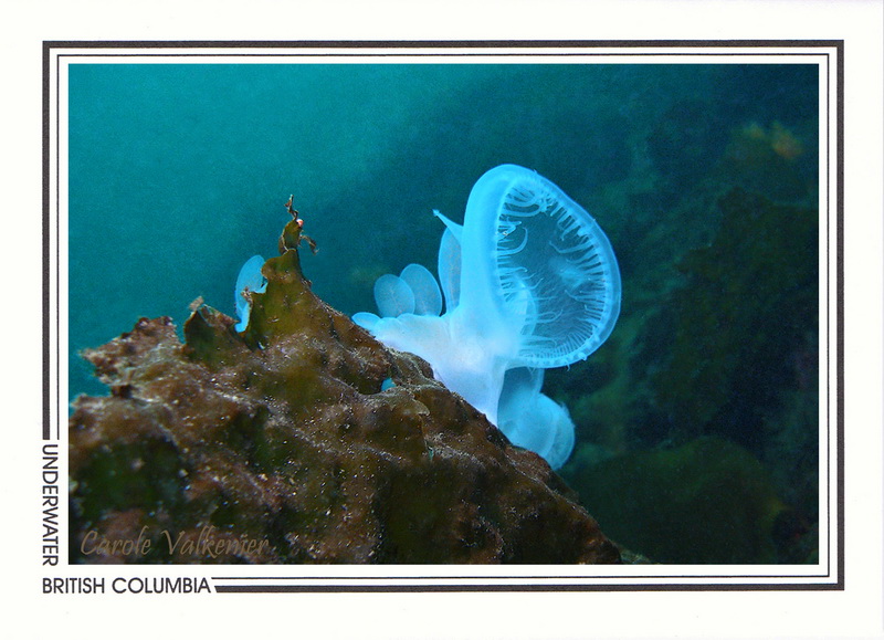 232   Hooded nudibranch (Melibe leonina), Browning Passage, Queen Charlotte Strait