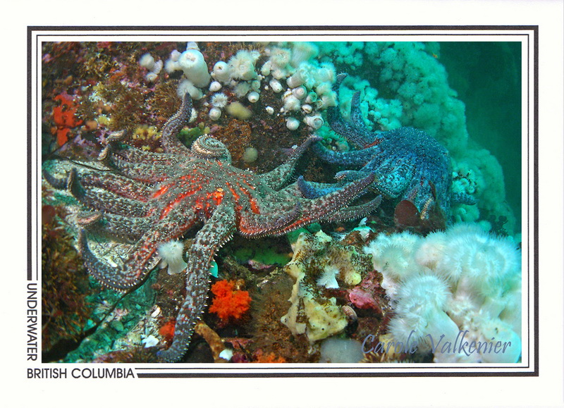 244   Sunflower stars (Pycnopodia helianthoides), Seven-Tree Island, Browning Passage, Queen Charlotte Strait