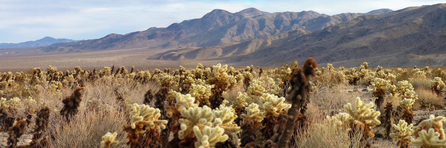 66 JoshuaTree CA, cholla cactus