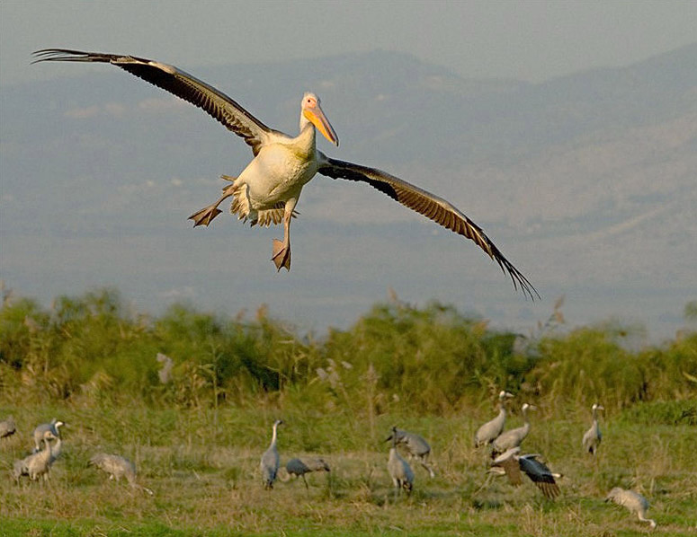 White Pelican.