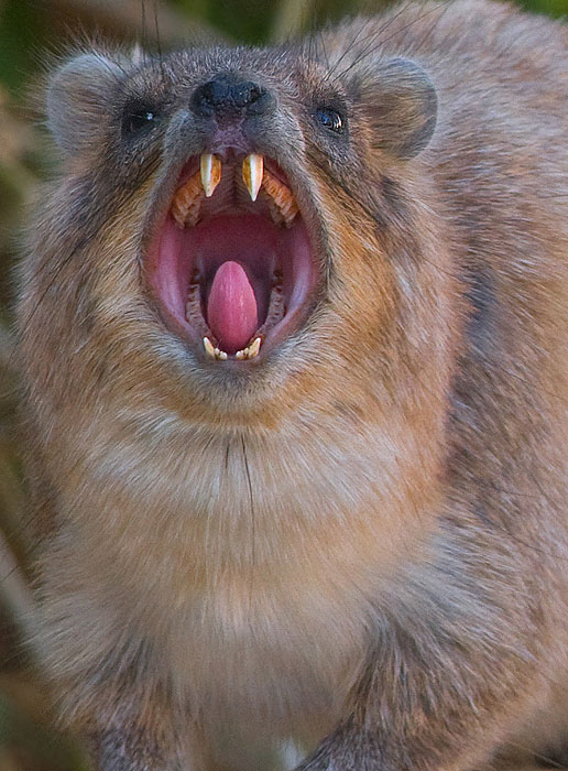 Rock Hyrax.