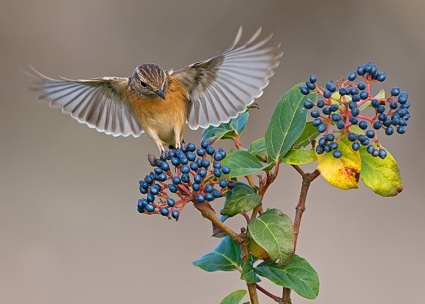 Stonechat. (female)