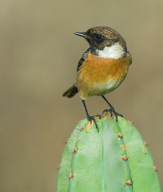Stonechat.
