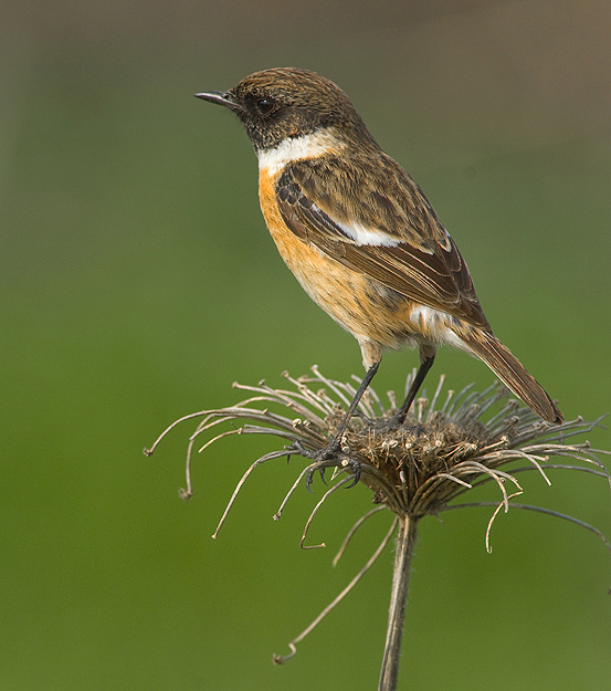 Stonechat.