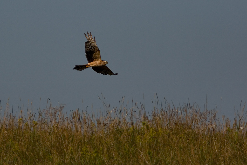 ngshk/Montagus Harrier