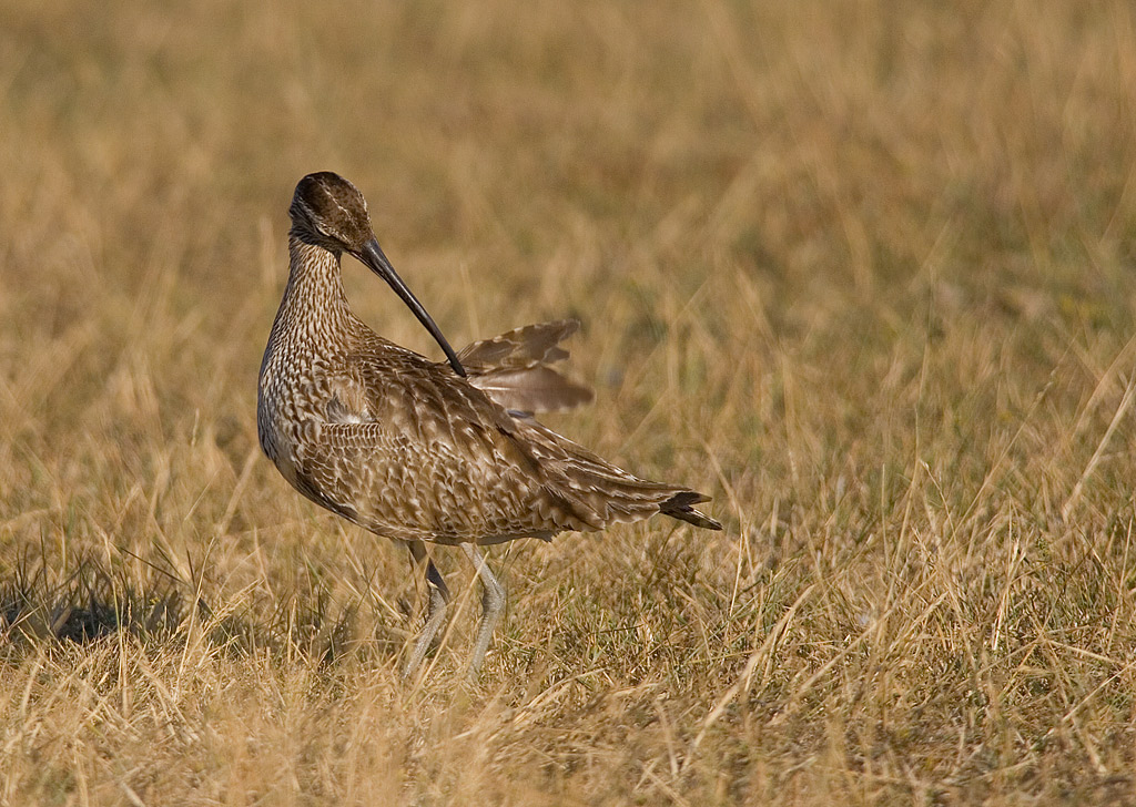 Smspov/Whimbrel