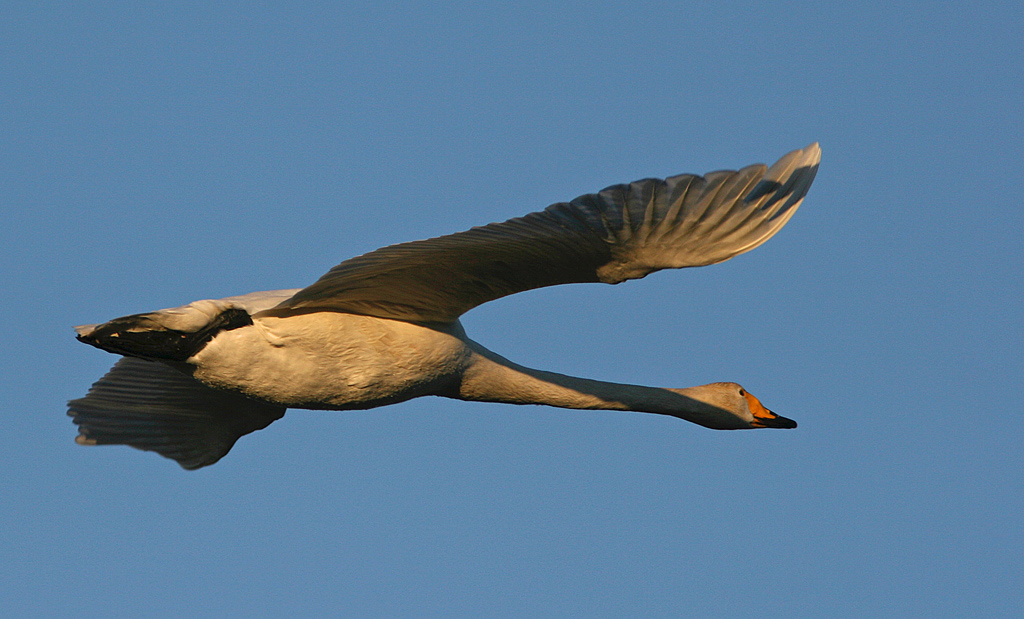 Sngsvan/Whooper Swan