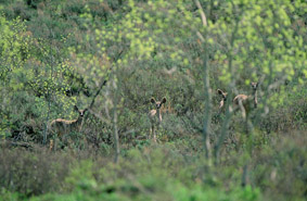 003 4 Deer copy.jpg