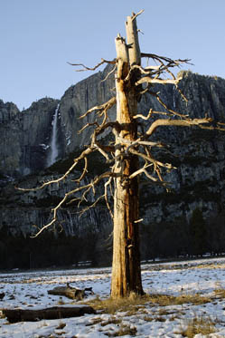 Yosemite 1 Tree stump waterfall 2006 002 copy.jpg
