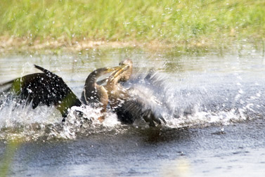 EVERGLADES  4 181 Anhinga fight 7.jpg