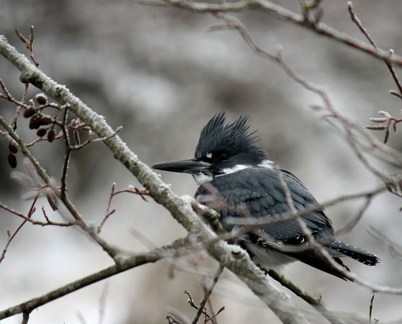 Belted Kingfisher in the Snow