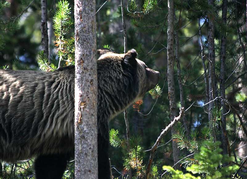 Grizzly in the Forest