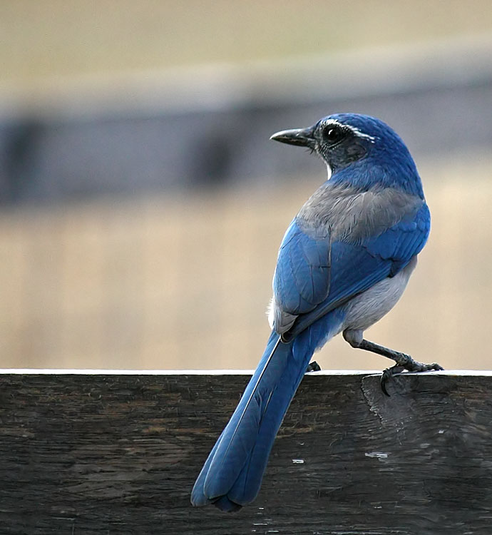 Western Scrub-Jay