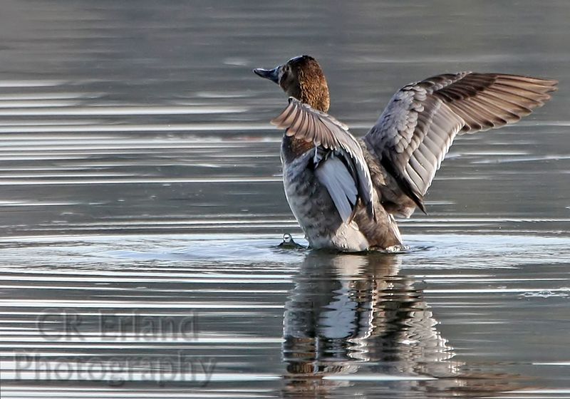 Canvasback