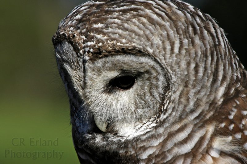 Portrait of a Barred Owl