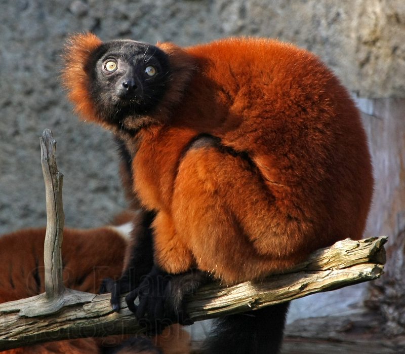 Red Ruffed Lemur