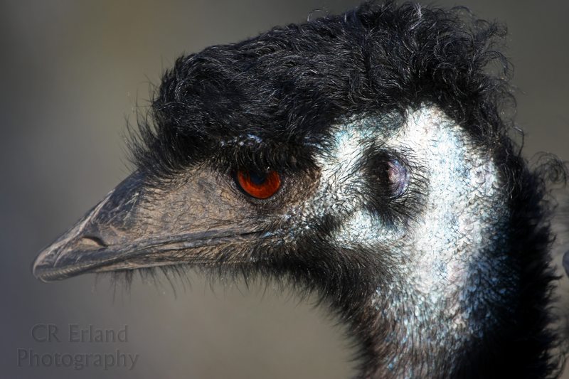 Emu