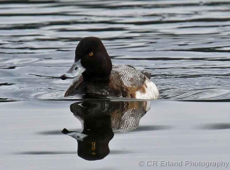 First Year Male Lesser Scaup