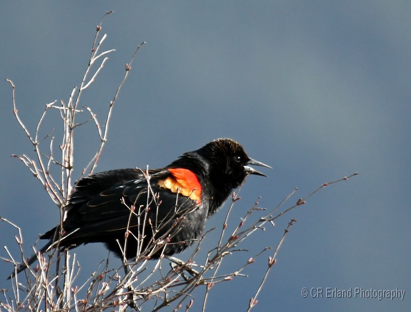 Red-winged Blackbird