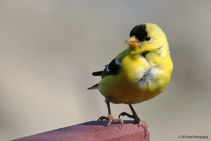 American Goldfinch