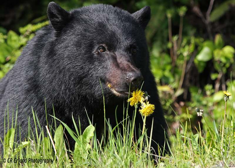 Dandelion Bear Gallery