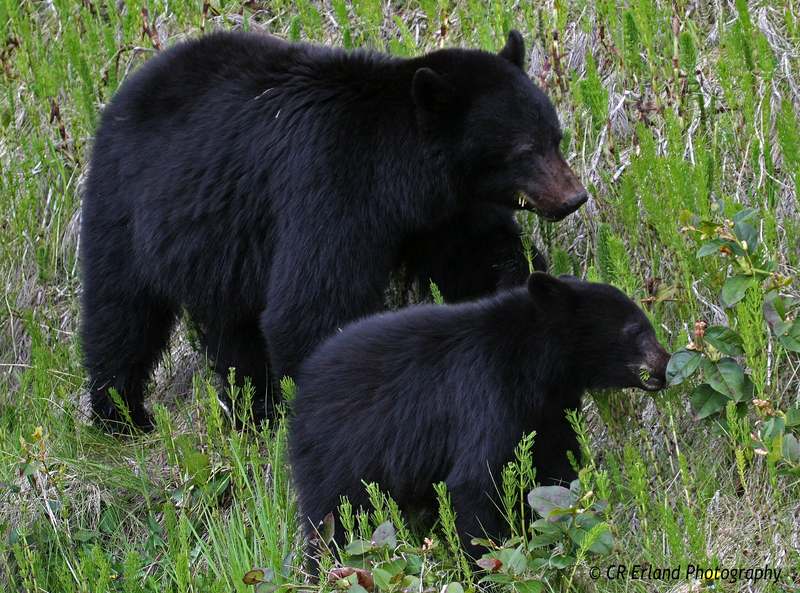 Lunching on horsetails....mmmmmm good.