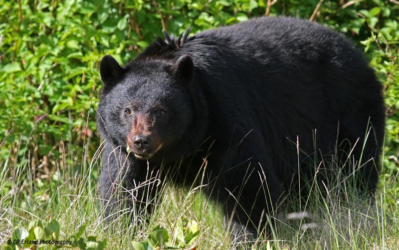 Black Bears of the North Island