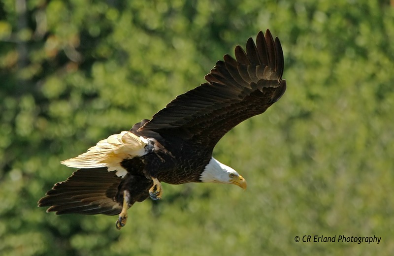 Hunting on the River