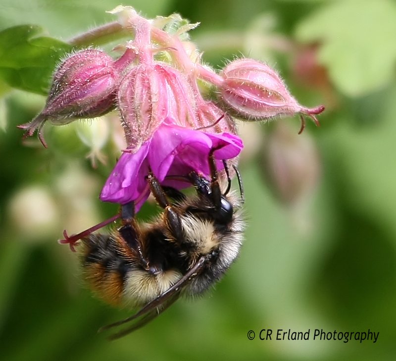 Collecting Nectar