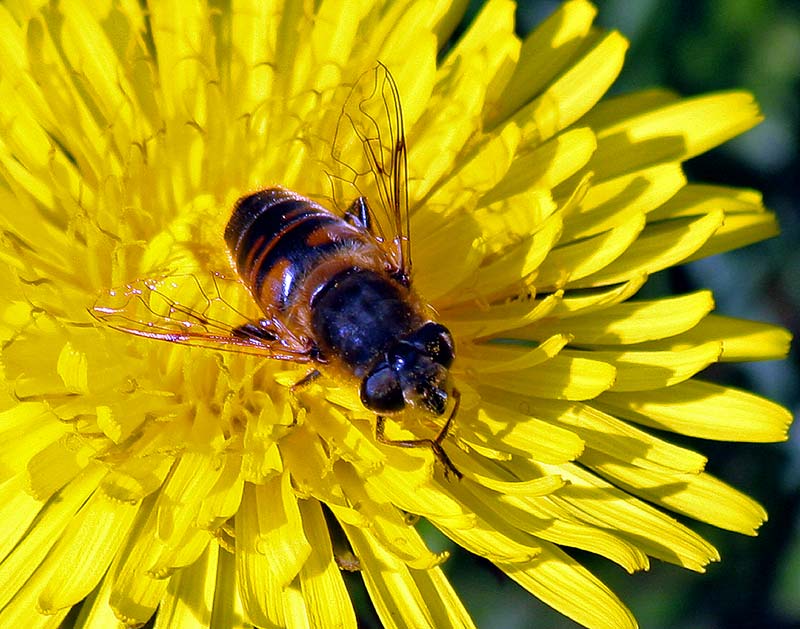 Dandilion and  a Bug