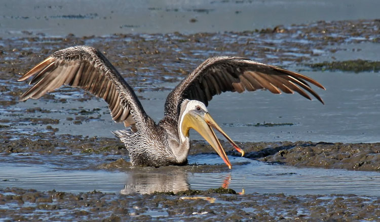 Feasting at Low Tide