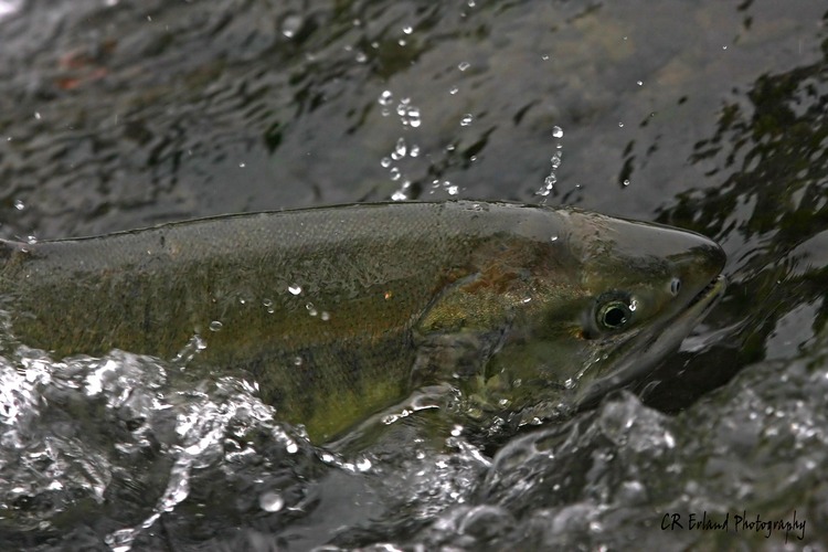 Spawning Salmon