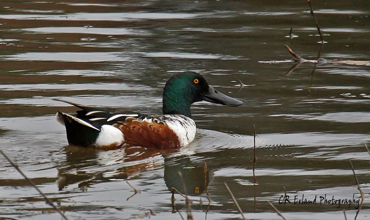 Northern Shoveler