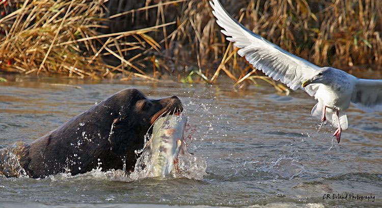 The Catch