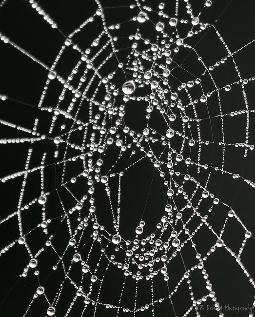 Centre of the Web