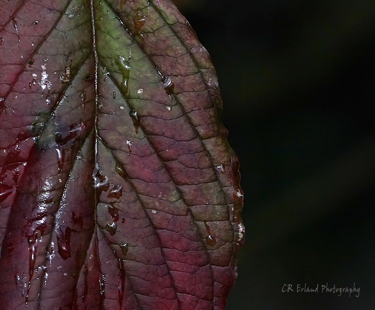 Rain on a Leaf