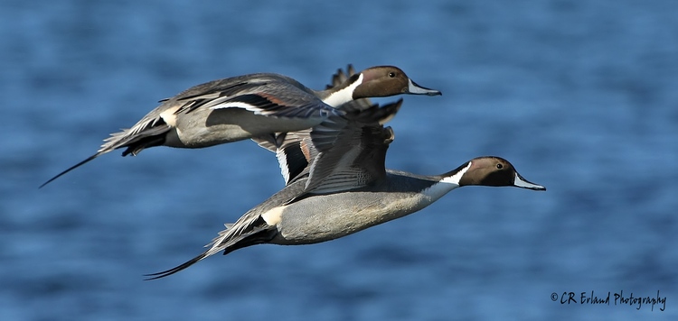 Northern Pintails in Flight