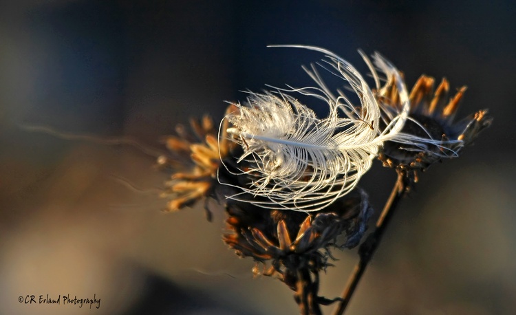 Feather on Dried Flowers