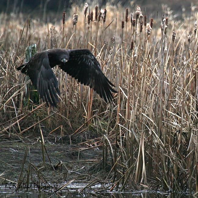 Eagle at the Marsh