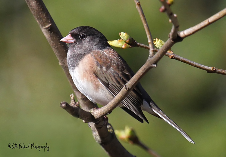 Dark-eyed Junco