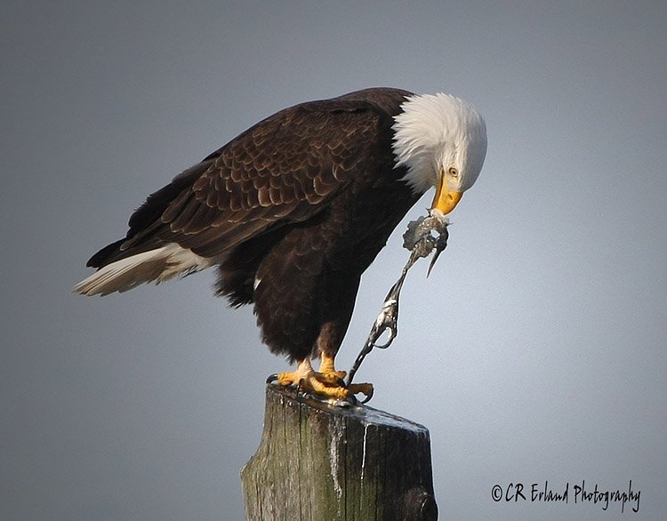 Mealtime