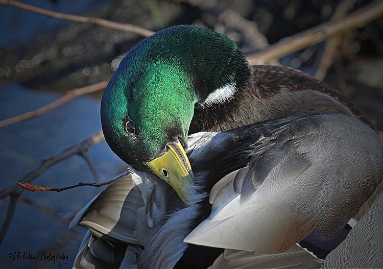 Preening