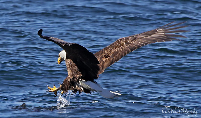 Fishing for Herring<br>(see more shots below)