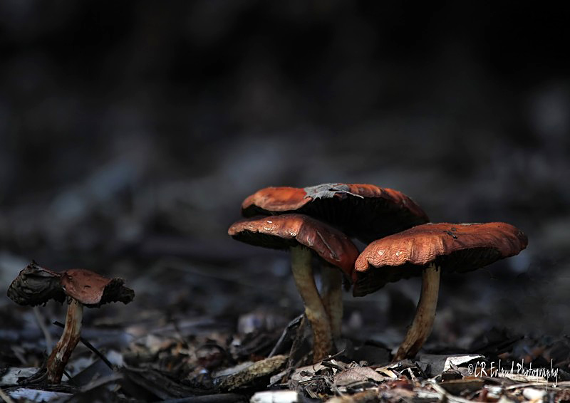 Amazing Fungi