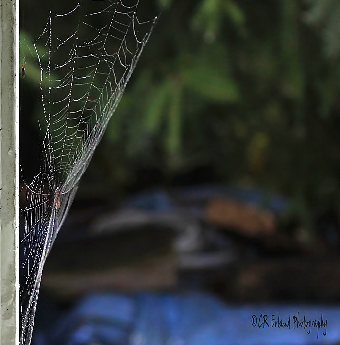 Web in the Window
