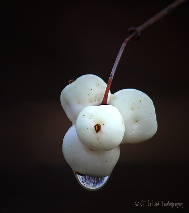 Snowberries After the Rain