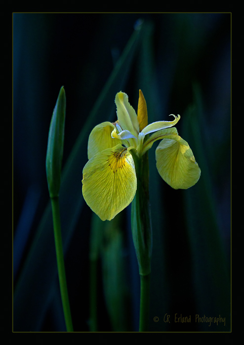Yellow Flag Water Iris
